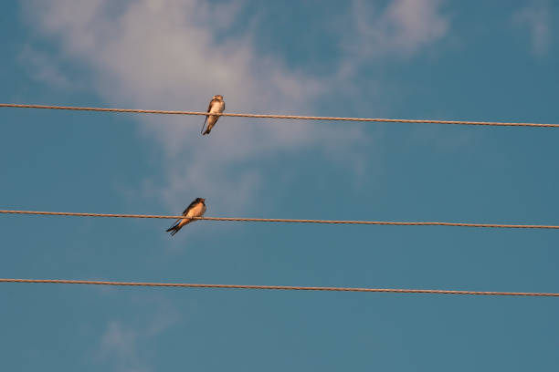 istock Barn swallow resting and playing on a cable. A fairly large, colorful swallow. Usually easy to identify with its long, forked tail and dark rump. row Moldova 1413664083
