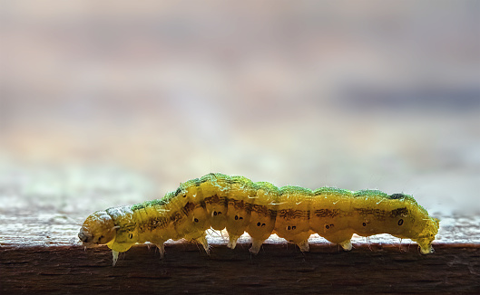 A yellow-green caterpillar crawls along the edge of a wooden table. selective focus