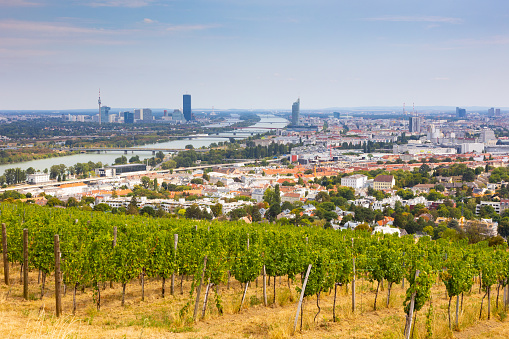 Vineyards in the suburbs of Vienna
