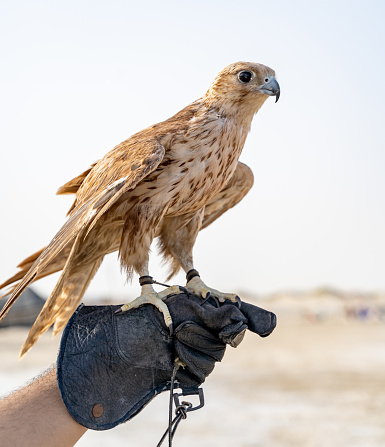 man holding White and Beige Falcon with a leather glove.