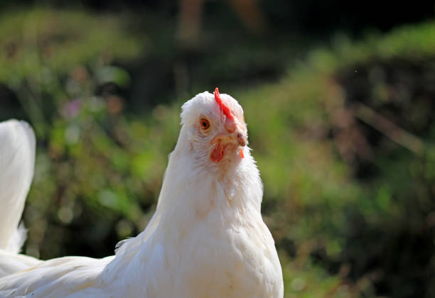 istock A white hen. Farm animals concept. 1413666179