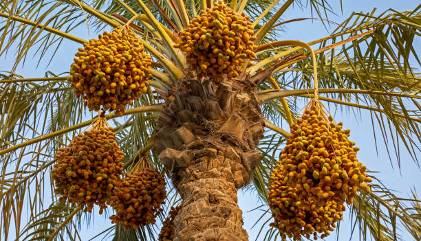 istock Date palm branches with ripe dates. Saudi arabian dates farm. 1413666197