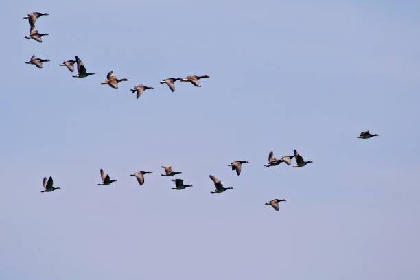istock Swarm of birds in the sky 1413667251