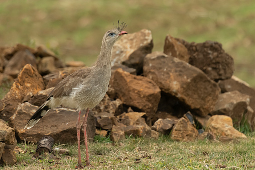 Red-legged seriema (Cariama cristata)