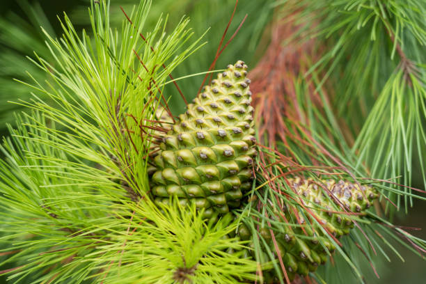 Pine cone close-up on a branch with green needles in a hilly coniferous forest