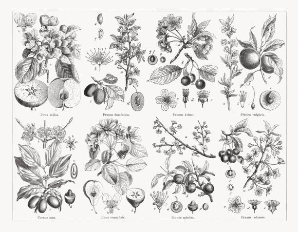 돌 과일 식물 (amygdaleae), 나무 조각, 1884 년에 출판 - white background plant flower herb stock illustrations