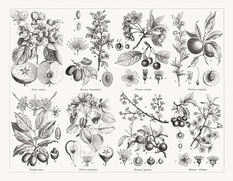Stone fruit plants (Amygdaleae), top: Apple tree (Malus domestica, or Pirus malus), a-flowering branch, b-blossom (cross section), c-vertical and horizontal (d) cross section of fruit; European plum (Prunus domestica), a-flowering branch, b-blossom (cross section), c-fruit branch, d-fruit (cross section), e-stone core, f-stone core (cross section); Wild cherry (Prunus avium), a-flowering branch, b-fruit branch, c-blossom, d-blossom without petals, e-cross section of calyx with stamen and pistil, f-fruit (cross section, g-cherry pit; Peach (Persica vulgaris), a-flowerin branch, b-stamen and calyx lobes, c-pistil, d-fruit branch, e-fruit (cross section). Below: Cornelian cherry (Cornus mas), a-flowering branch, b-blossom, c-fruit branch, d-fruit, e-seed (cross section); Pear tree (Pyrus communis), a-flowering branch, b-blossom (cross section), c+d-fruit-vertical and horizontal cross section; Blackthorn (Prunus spinosa), a-flowering branch, b-fruit branch, c-stamens with the calyx lobes, d+e-verical and horizontal cross section, f-stone core; Sour cherry (Prunus cerasus), a-flowering branch, b-fruit branch, c-blossom, d-blossom without petals, e-cross section of calyx with stamen and pistil, f-fruit (cross section, g-cherry pit. Wood engravings, published in 1884.