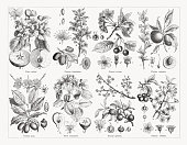 istock Stone fruit plants (Amygdaleae), wood engravings, published in 1884 1413670122