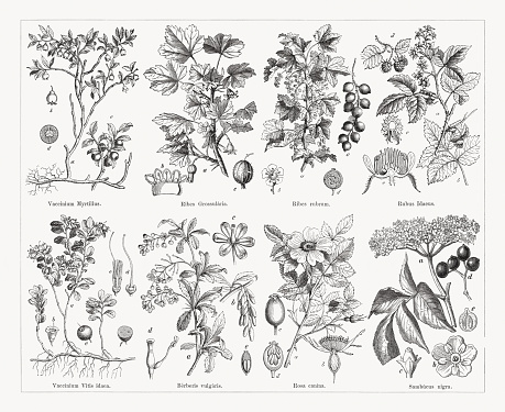 Useful and medicinal plants, top: European blueberry (Vaccinium myrtillus), a-flowering bush, b-blossom, c-fruit branch, d-berry (cross section); Gooseberry (Ribes uva-crispa, or Ribes grossularia), a-branch with blossoms and an unripe fruit, b-open blossom (enlarged), c-ripe fruit; Redcurrant, or red currant (Ribes rubrum), a-flowering branch, b-blossom (enlarged), c-fruit grape, d-berry (cross section); European red raspberry (Rubus idaeus), a-flowering branch, b-leaf, c-blossom (cross section, enlarged), d-fruit branch, e-fruit (cross section). Below: Lingonberry  (Vaccinium vitis-idaea), a-bush, b-blossom, c-stamens and pistils, d-single pistil (enlarged), e-berry, f-berry (cross section); European barberry (Berberis vulgaris), a-flowering branch, b-fruit grape, c-blossom, d-pistil with a moveable stamen, e-berry (cross section; Dog rose (Rosa canina), a-flowering branch, b-blossom (cross section), c-fruit, d-fruit (cross section); European elderberry (Sambucus nigra), a-flowering branch, b-corolla, c-calyx with pistil, d-fruit branch, e-fruit (cross section). Wood engravings, published in 1884.