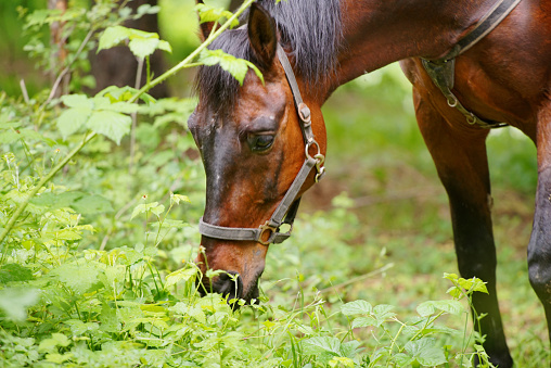 Side view of a brown horse head, grazing grass in the forest.