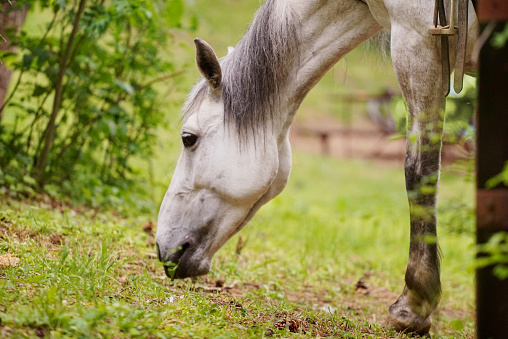 Side view of a white horse head, grazing grass in the forest.