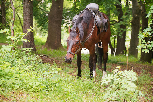 A brown horse with saddle and stirrups in the forest.