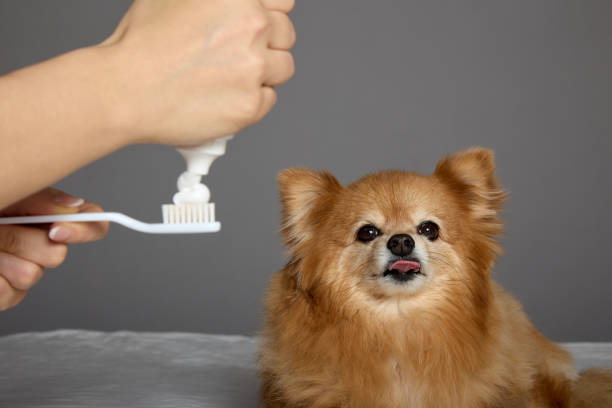 istock Small spitz is ready for the procedure of brushing his teeth 1413671165