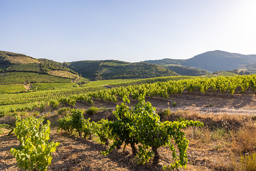 View at the end of a summer day on the vineyards of Saint-Chinian in Roquebrun