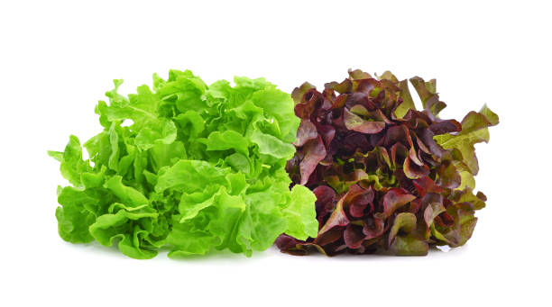 istock Fresh organic green and red lettuce isolated on white 1413672195