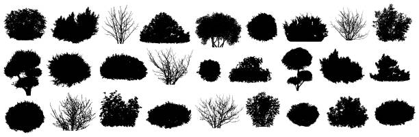 수풀과 벌거 벗은 수풀, 장식용 정원 식물, 실루엣 세트. 벡터 일러스트 레이 션 - tree silhouette branch bare tree stock illustrations