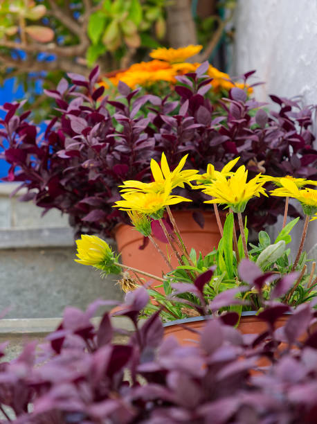 istock Greek island staircase daisy flowers 1413673221