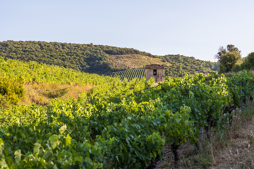 View at the end of a summer day on the vineyards of Saint-Chinian in Roquebrun