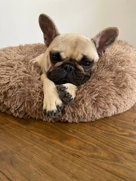 istock Tan French Bulldog Snuggling 1413673624