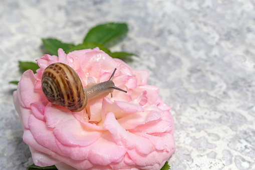 Pastel pink rose in drops of water, on background of stone with an uneven surface. Concept: snail mucin is new ingredient in cosmetics and promising area of medicine