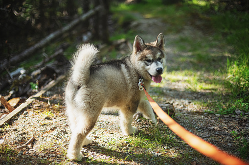 Walking on a trail with an Alaskan Malamute puppy.