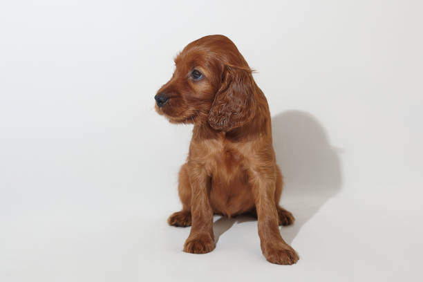 brown adorable Irish setter puppy. photo shoot in the studio on a white background brown adorable Irish setter puppy. photo shoot in the studio on a white background. irish setter puppy stock pictures, royalty-free photos & images
