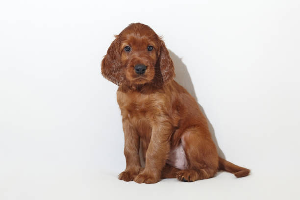 brown adorable Irish setter puppy. photo shoot in the studio on a white background brown adorable Irish setter puppy. photo shoot in the studio on a white background. irish setter puppy stock pictures, royalty-free photos & images