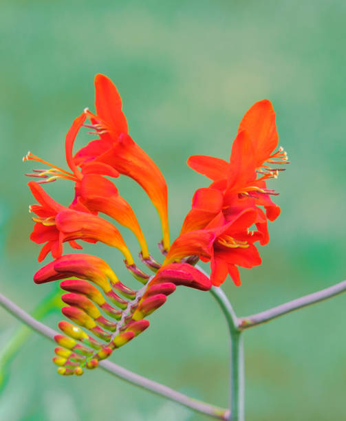 istock Lucifer Crocosmia Close Up 1413675889