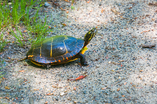 Yellow-spotted Amazon Turtle (Podocnemis unifilis)