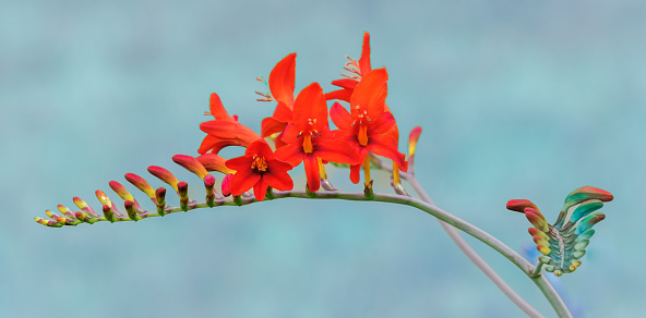 Close up of a Lucifer Crocosmia flower growing in a Cape Cod garden