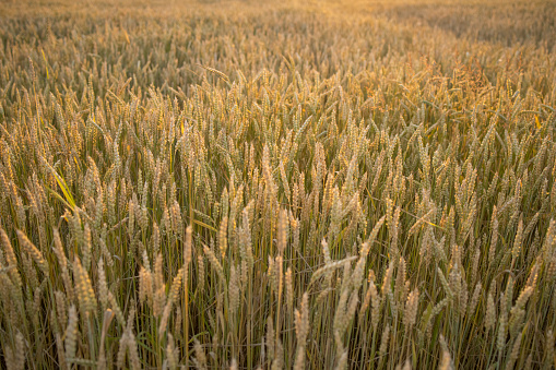 Fields of wheat, rye. Fresh young unripe juicy spikelets of wheat, rye close-up. Oats, rye, barley, summer harvest close-up. The problem of world food security.