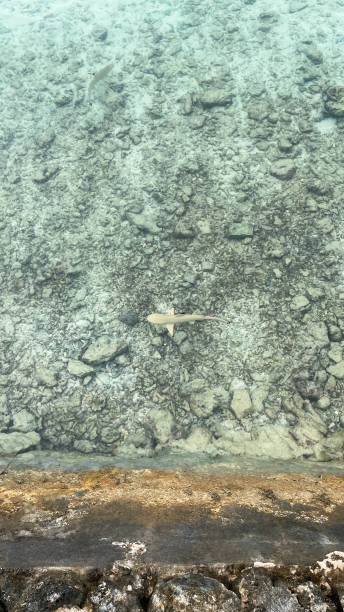 istock Top view on the clean ocean water with small sharks 1413677757