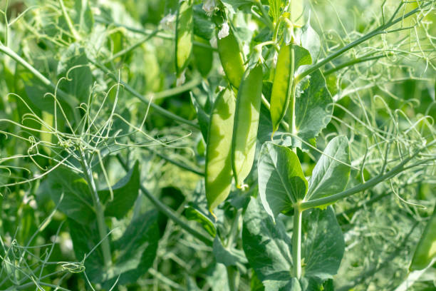 fiore di pisello verde in giardino - pea flower foto e immagini stock