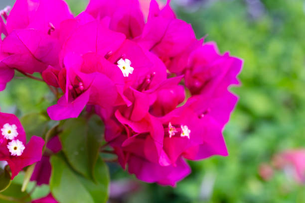 istock Local pink white bougainvillea 1413679744