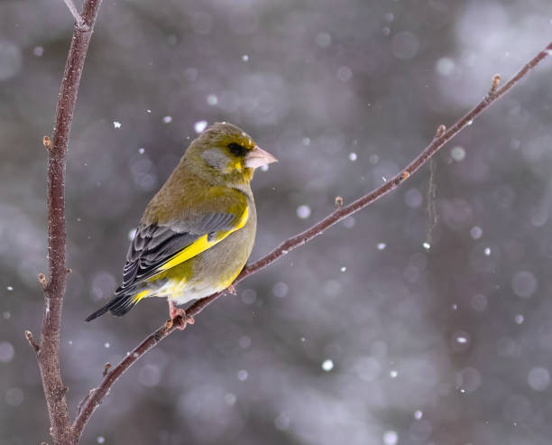 istock European Greenfinch 1413679801