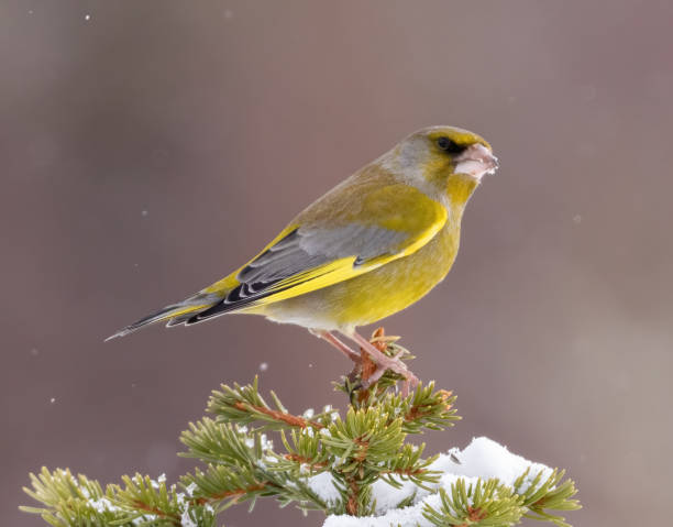 istock European Greenfinch 1413679825