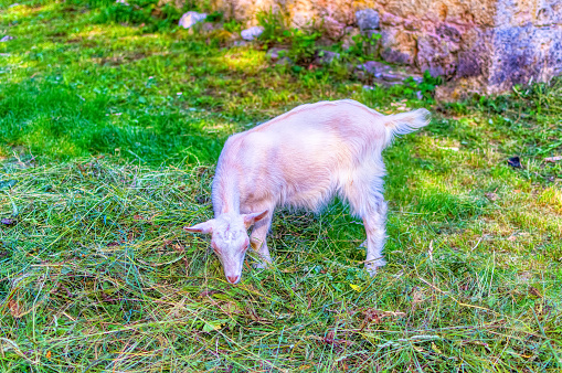 Young goat graze the grass in Sipovo, Bosnia and Herzegovina.