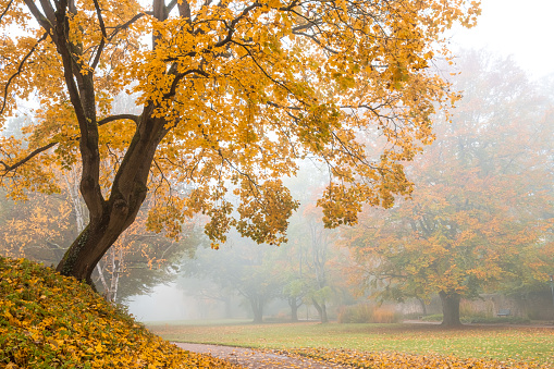 Autumn tree with colorful foliage in forest or park on foggy morning. Fall landscape background with yellow and orange trees in fog