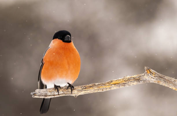 istock Eurasian Bullfinch 1413679981