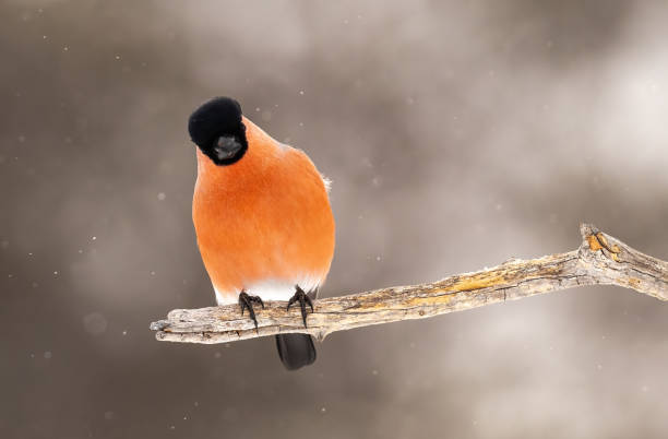istock Eurasian Bullfinch 1413679982