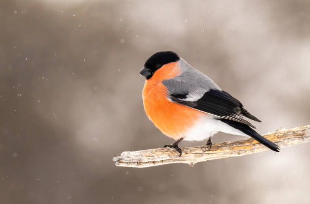 Eurasian Bullfinch