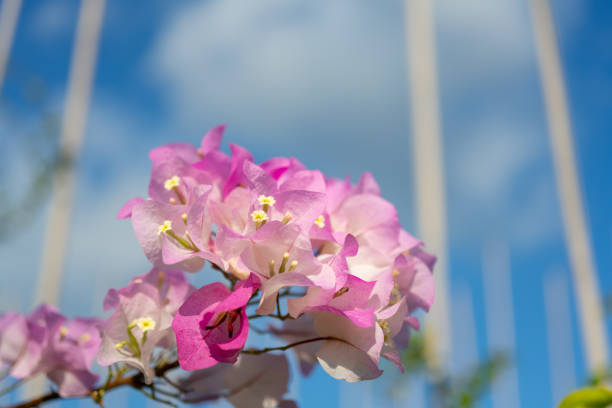 Local pink white bougainvillea, which has the nickname paper flower because the petals are very thin and look like paper. Sky background