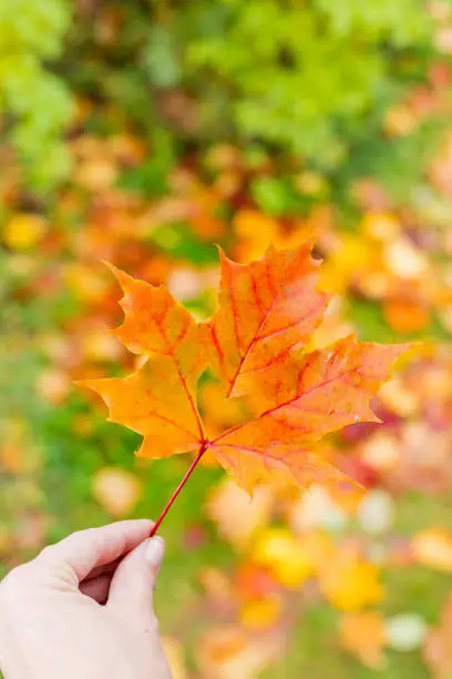 Photo of It's a very nice detail in nature. Hand with big orange leaf with a heart-shaped hole on it up close. Autumn landscapes in the background.yellow maple leaf with a heart carved in the middle lies