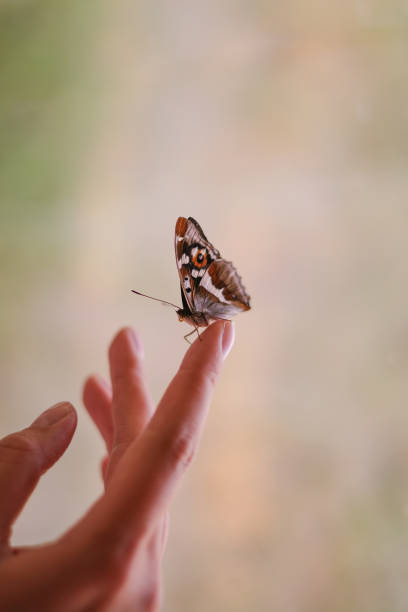 butterfly perched on a woman's hand close-up