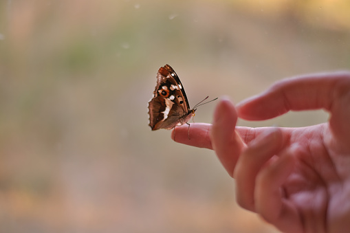 butterfly perched on a woman's hand close-up