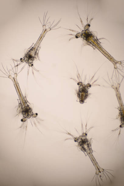istock Shrimp, Zoea stage of Vannamei shrimp in light microscope, Shrimp larvae under a microscope, White shrimp, Nauplius, zoea, Larvae. Background. 1413682040
