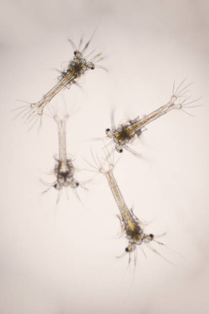 istock Shrimp, Zoea stage of Vannamei shrimp in light microscope, Shrimp larvae under a microscope, White shrimp, Nauplius, zoea, Larvae. Background. 1413682066