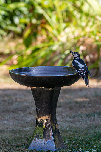 A great spotted woodpecker perched on the side of a bird bath, with a shallow depth of field