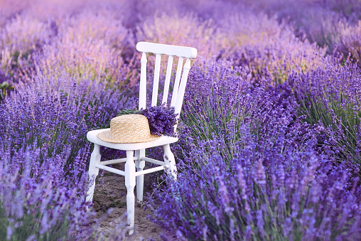 white chair with bouquet of lavender and straw hat at beautiful lavender flowers bloom. Travel, nature, summer, agriculture concept