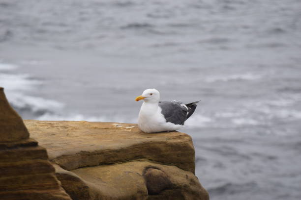 istock Seagull in San Diego 1413683742